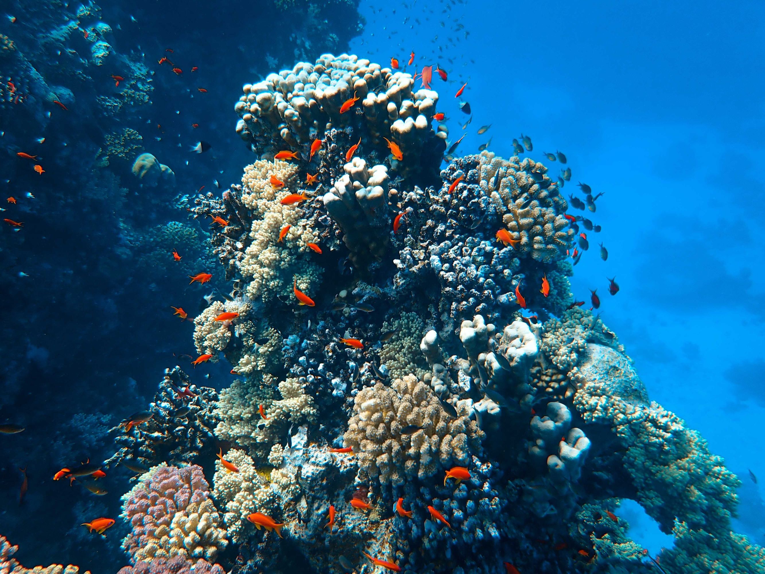 Vibrant coral reef with diverse corals and many small, orange fish swimming in clear blue water.