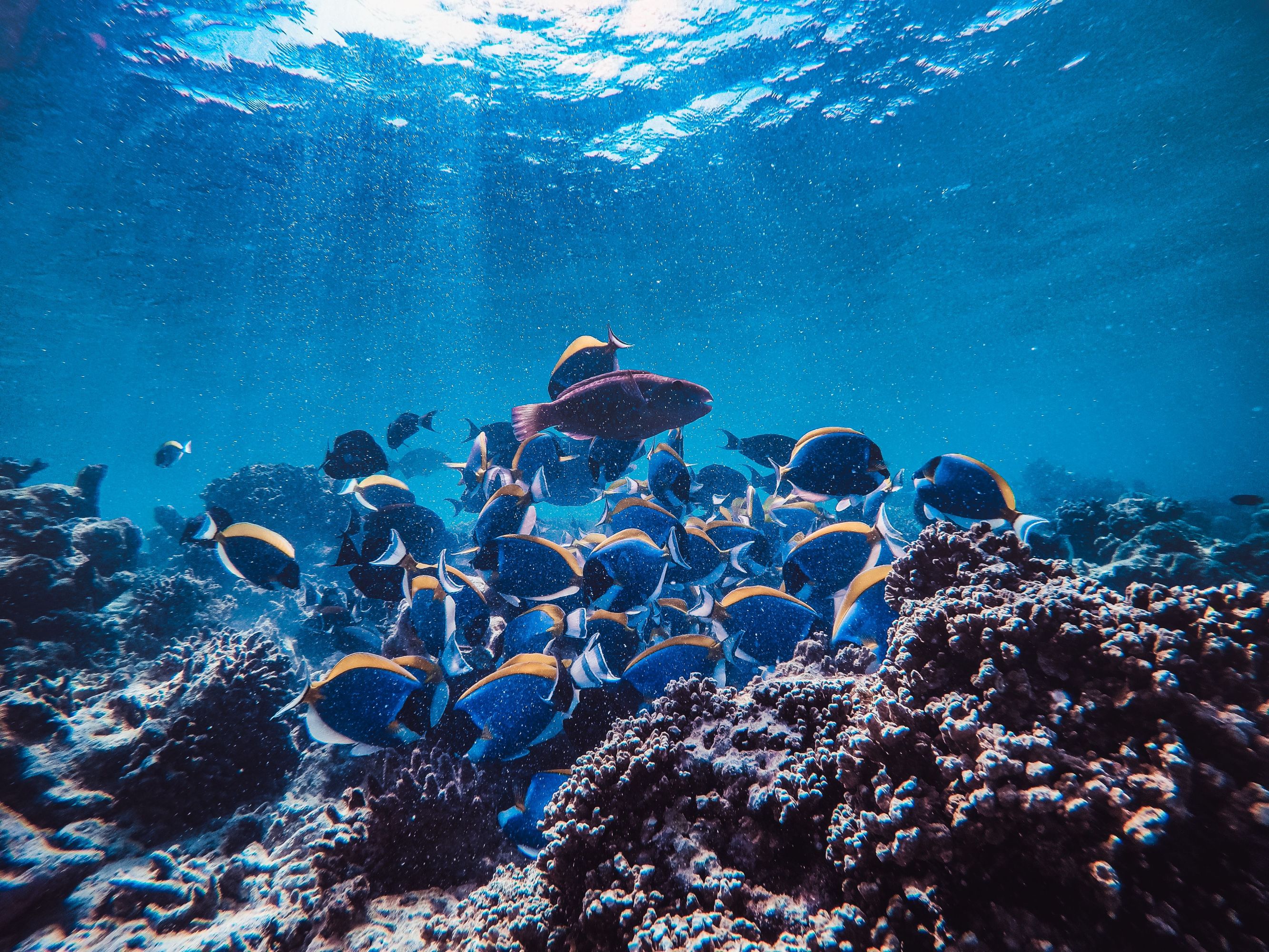 A school of colorful fish swimming over coral in clear blue ocean water.